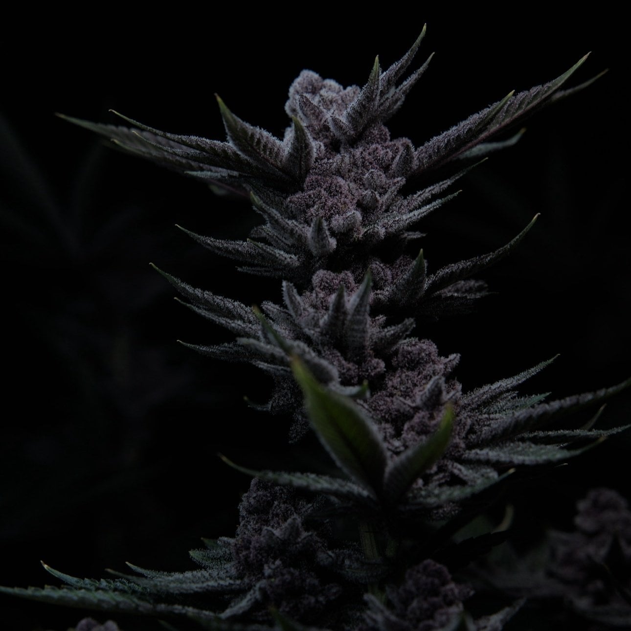 Cannabis Dispensary Space Gardens in Phuket logo