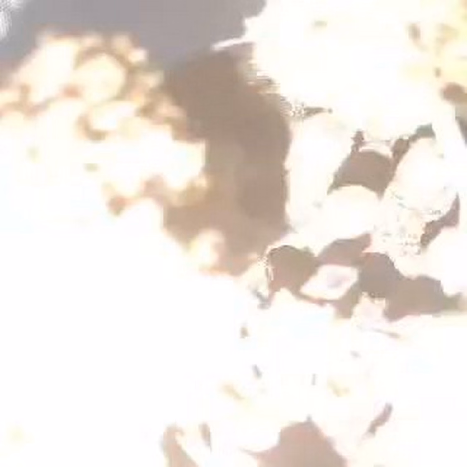 Dispensário de canábis TFT Cannabis Farm logótipo