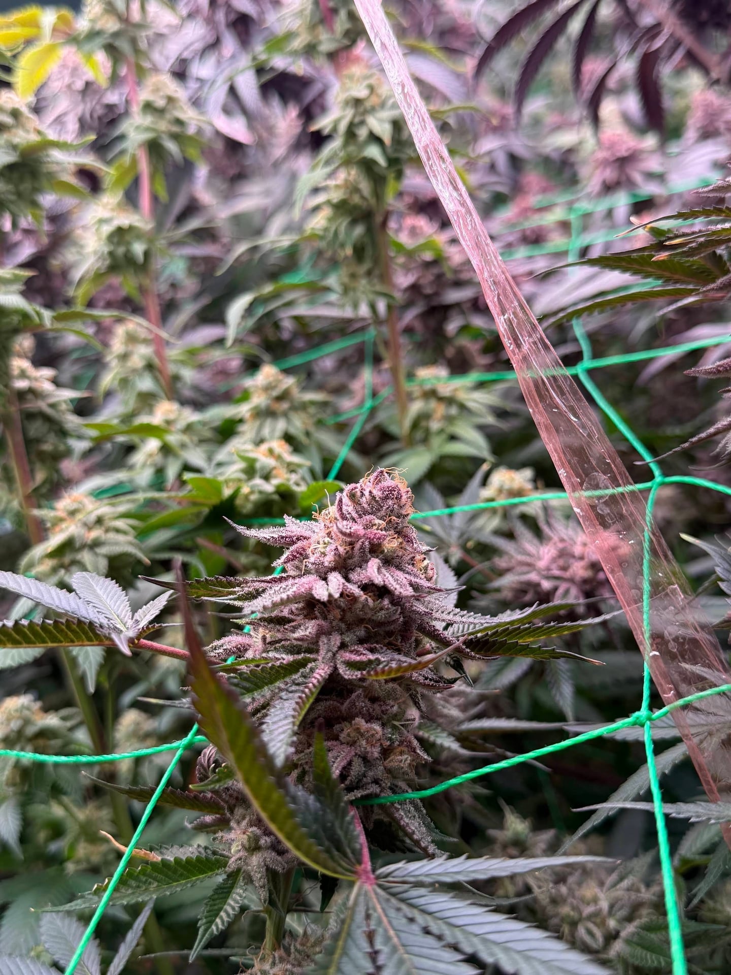 Cannabis Weed 420 & J Btk Farm Sook