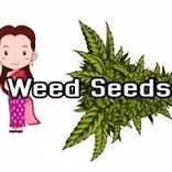 大麻店铺 Weed Seeds 标志