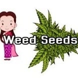 Cannabis Dispensary Weed Seeds in Bangkok logo