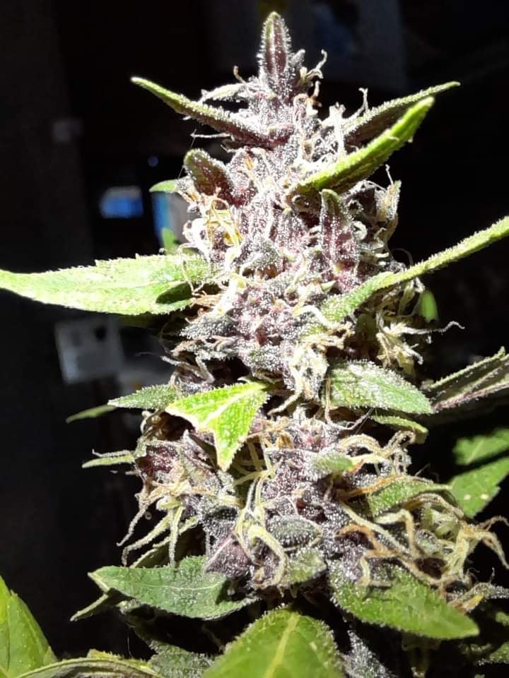 OG Grower Auto-Photo