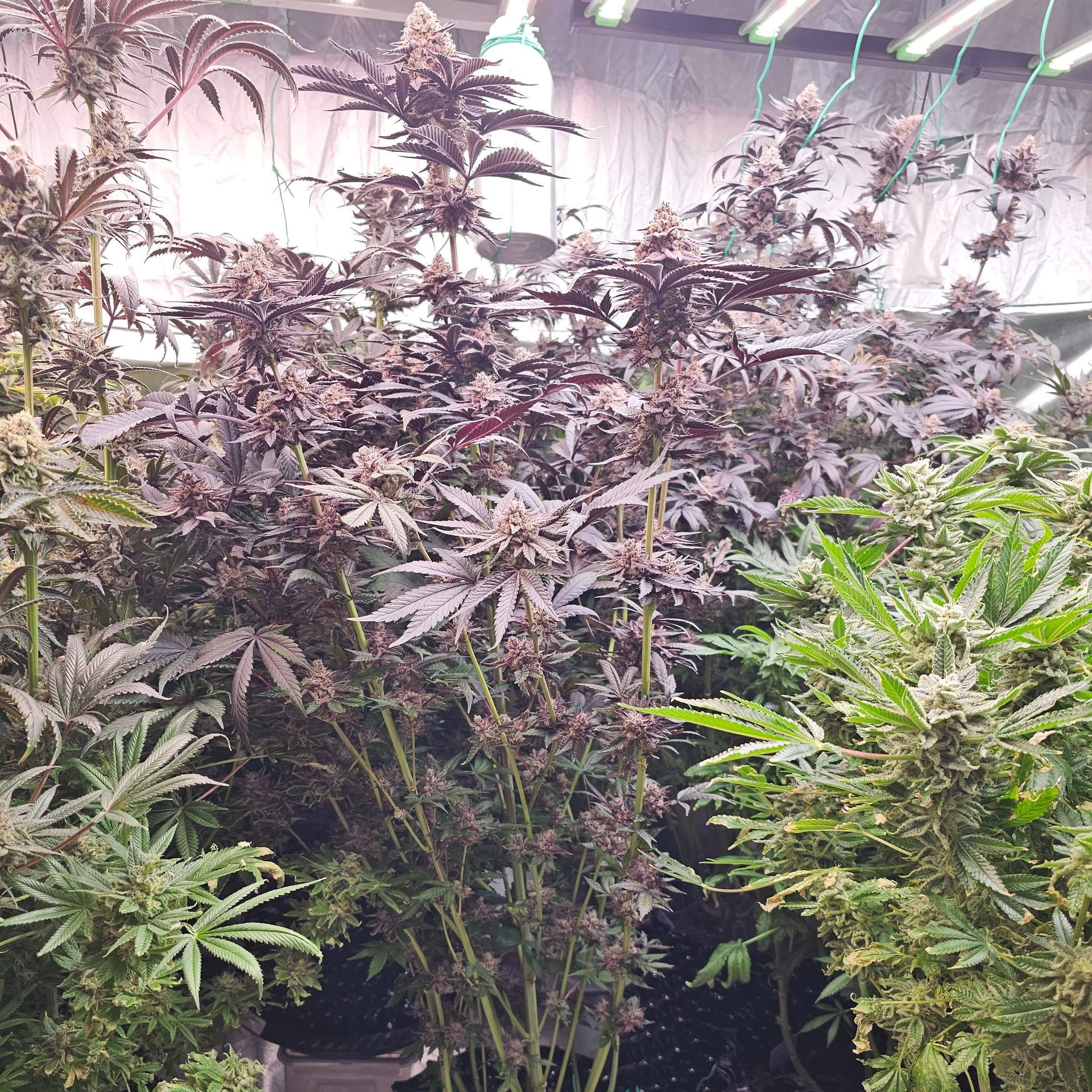 Nano Growers