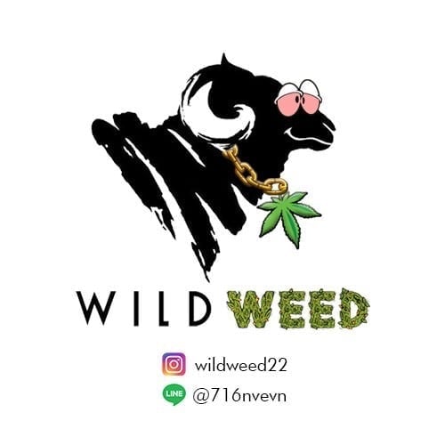 Cannabis Dispensary Wild Weed in Chiang Mai logo