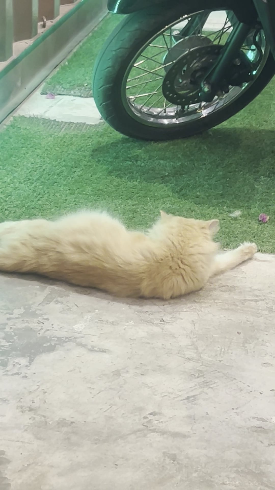 High Bro 2 Nong Thale