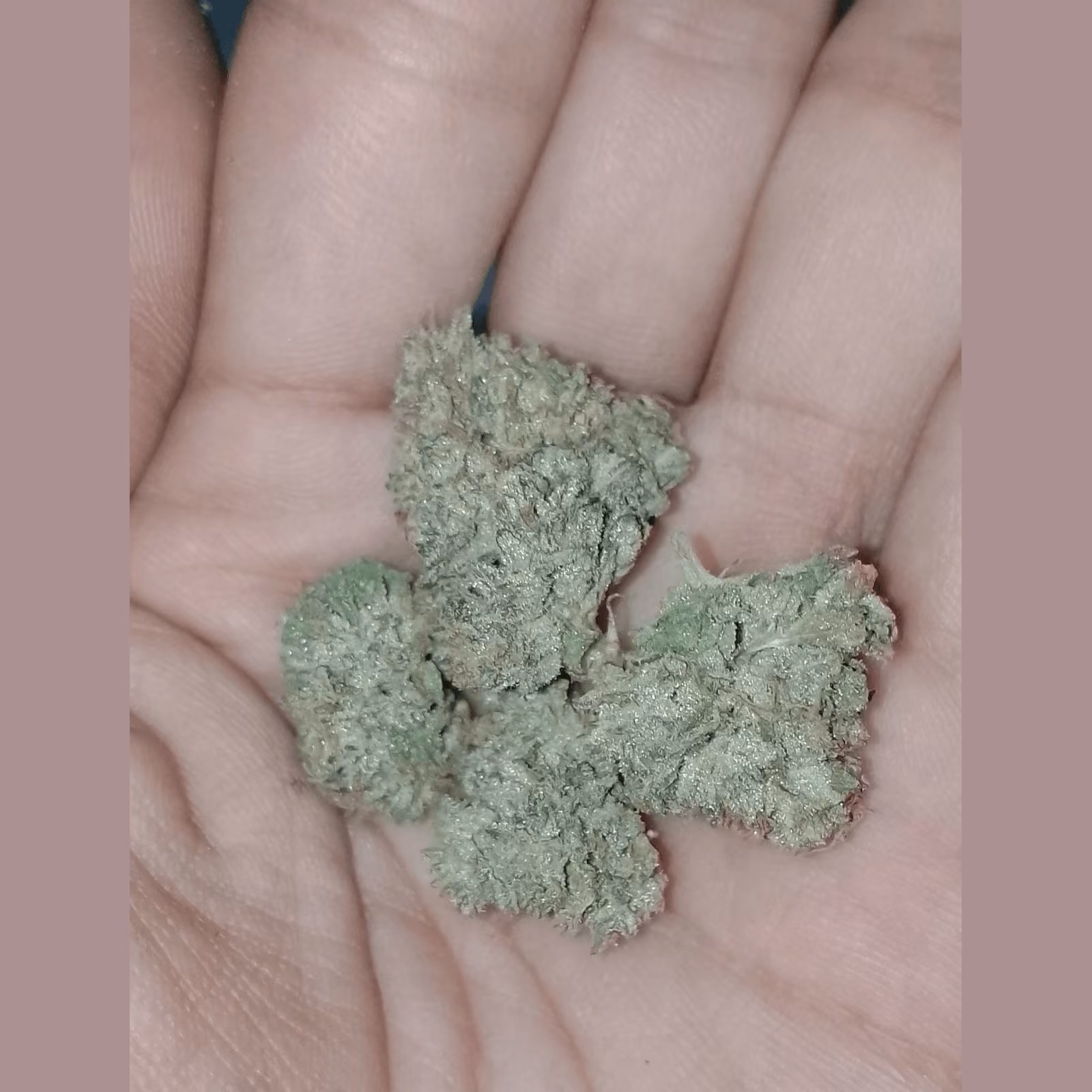 Cannabis-Shop Weed By Hand Logo