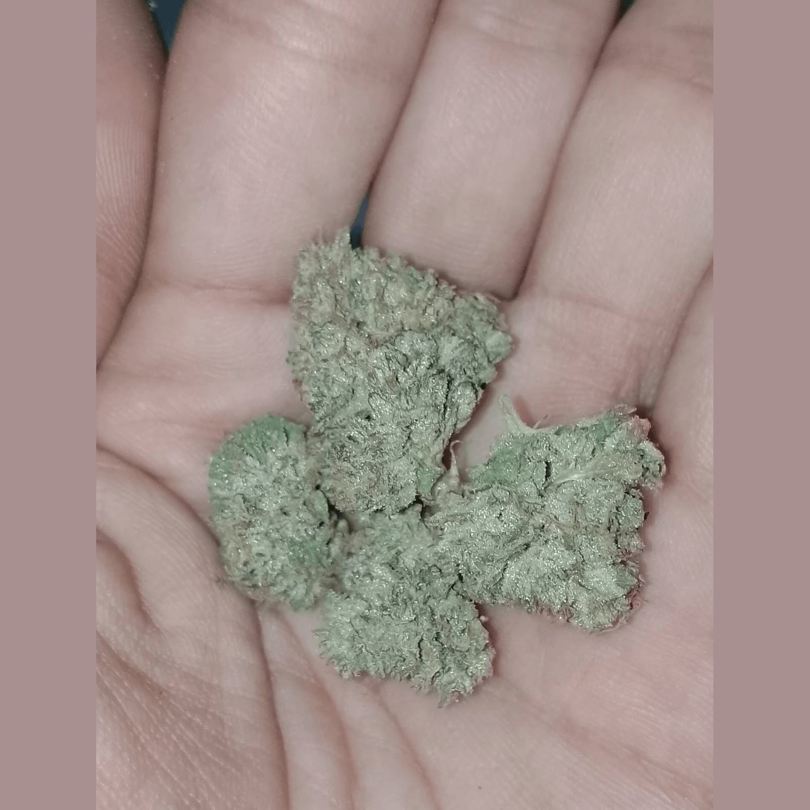Cannabis Dispensary Weed By Hand in Nonthaburi logo