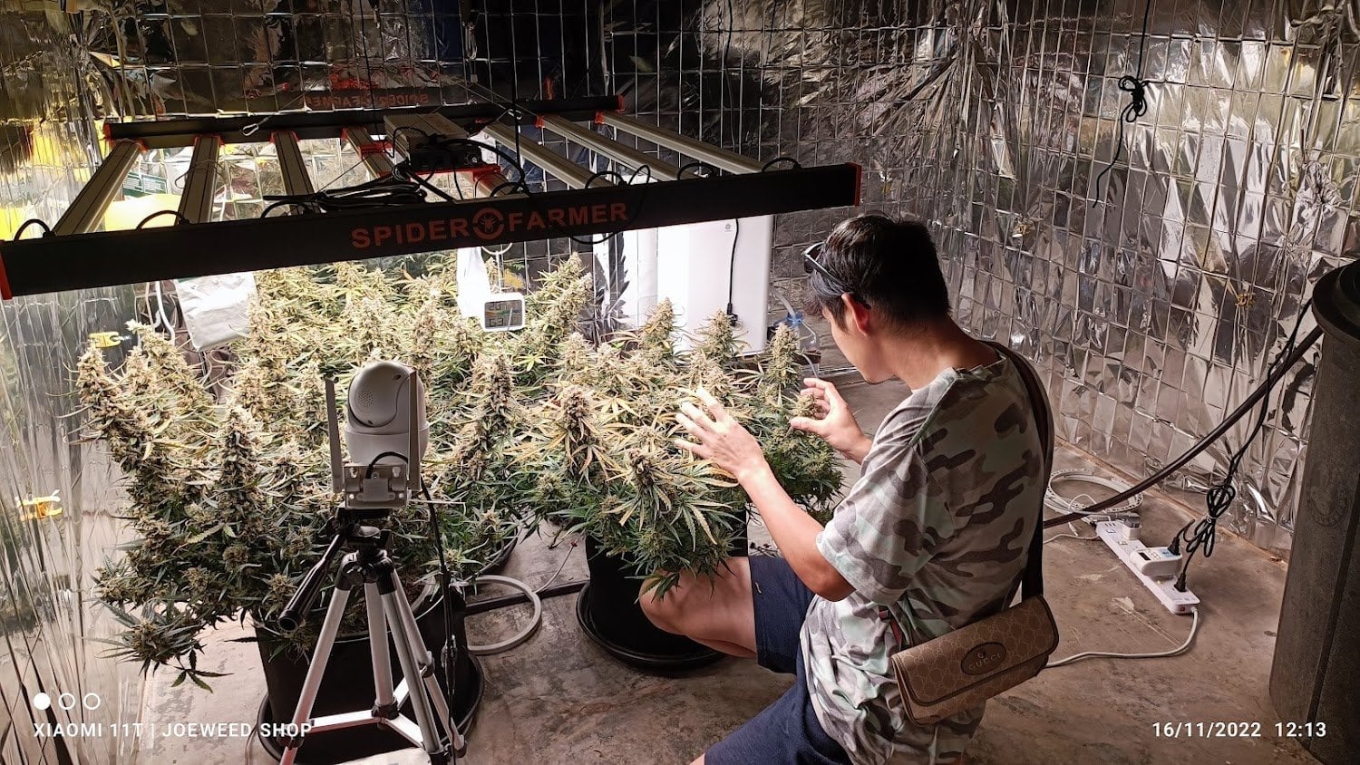 JoeHerb Shop Cannabis