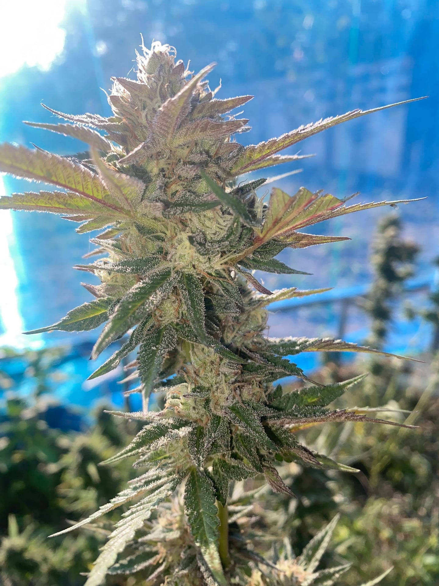 Treecoma