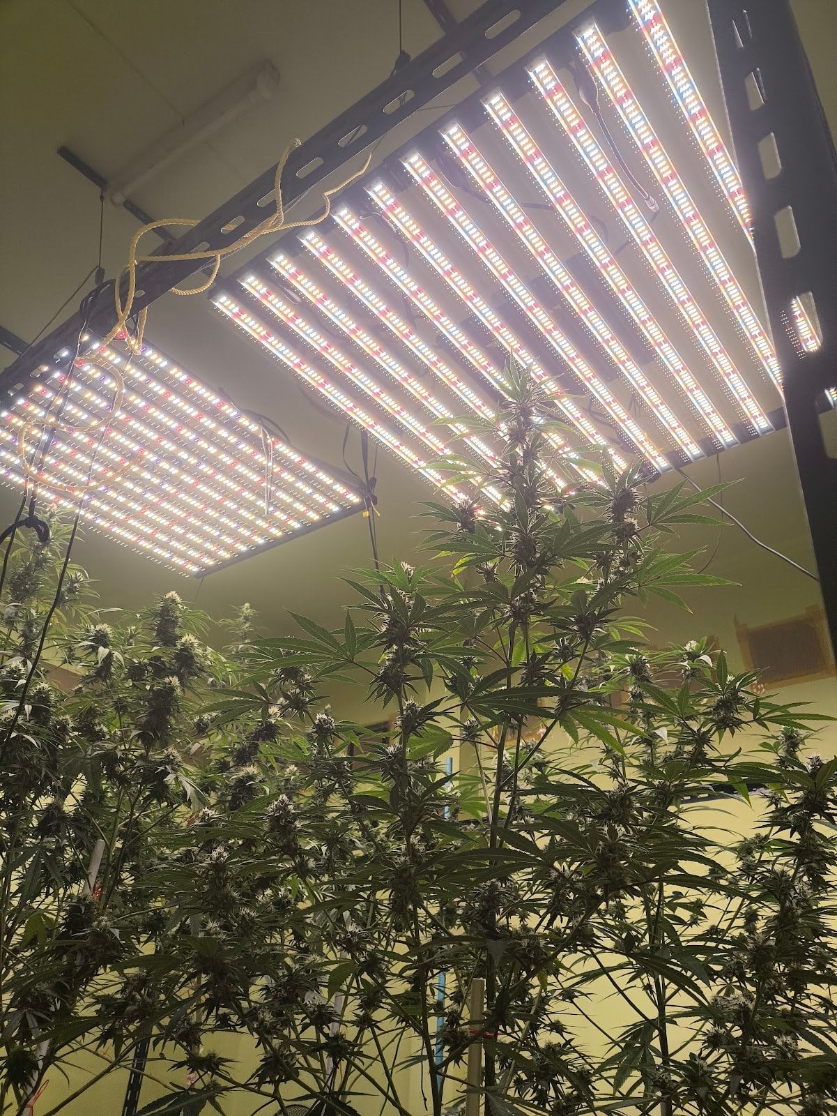 Cannabis Shop By Cat Demon Farm