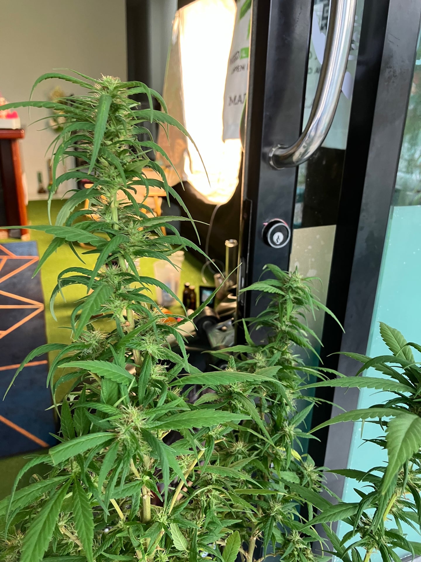 High-Bro