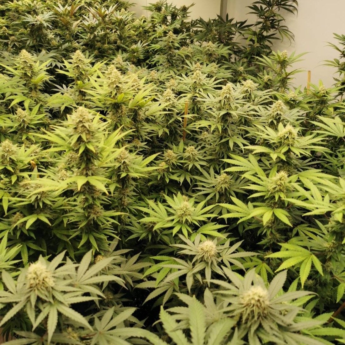 Big Fields Cannabis Farm & Shop X