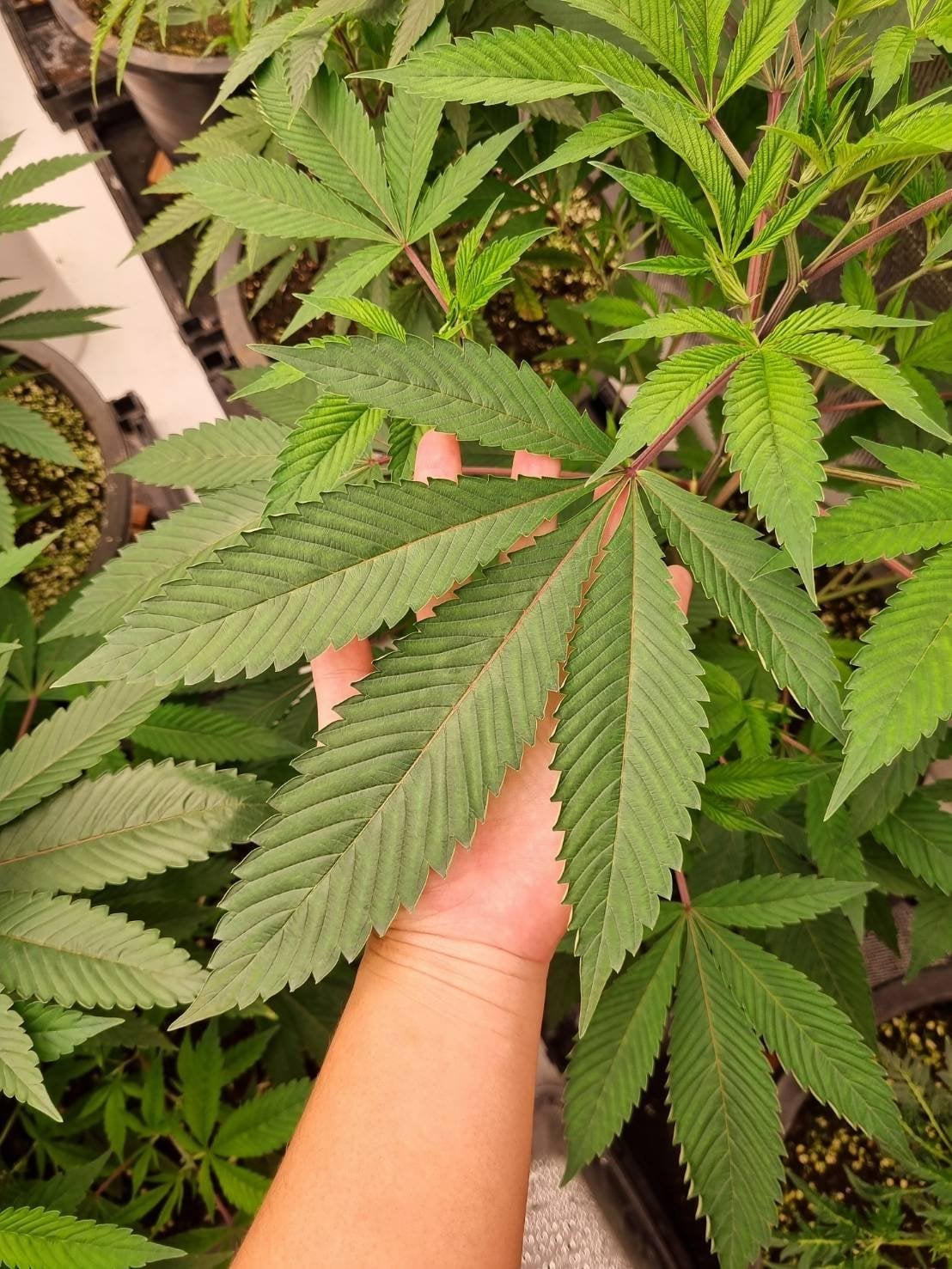 Happy Cannabis Farm
