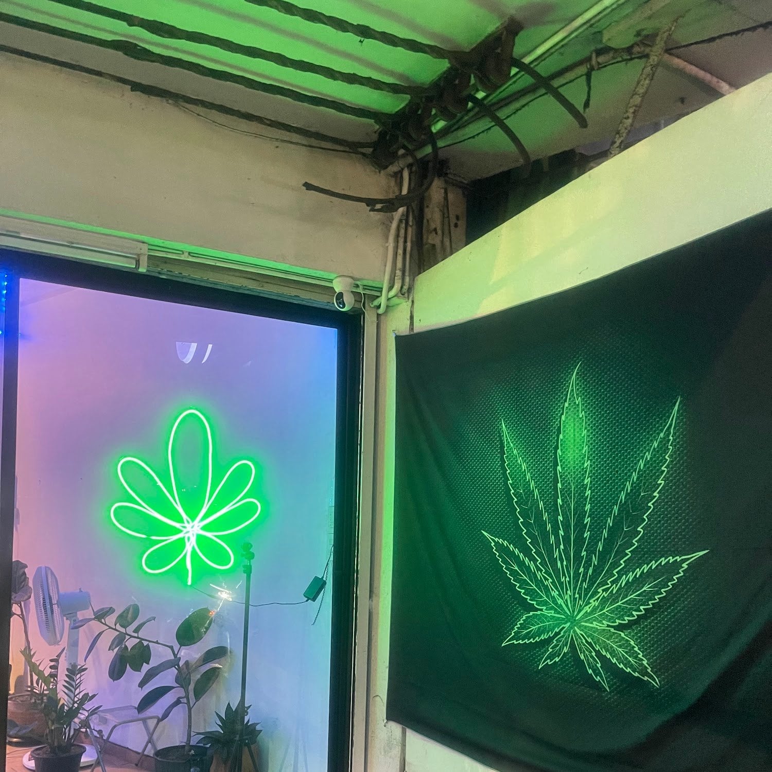 KD.Cannabis