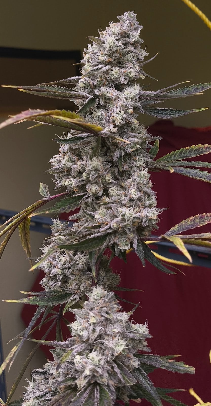 Cannabis Shop By Cat Demon Farm