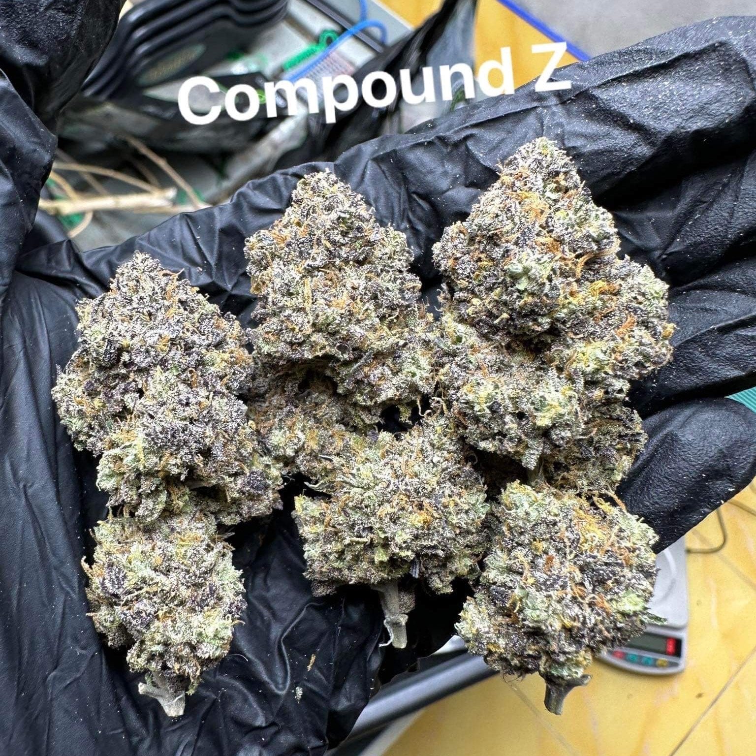 Cannabis Surat