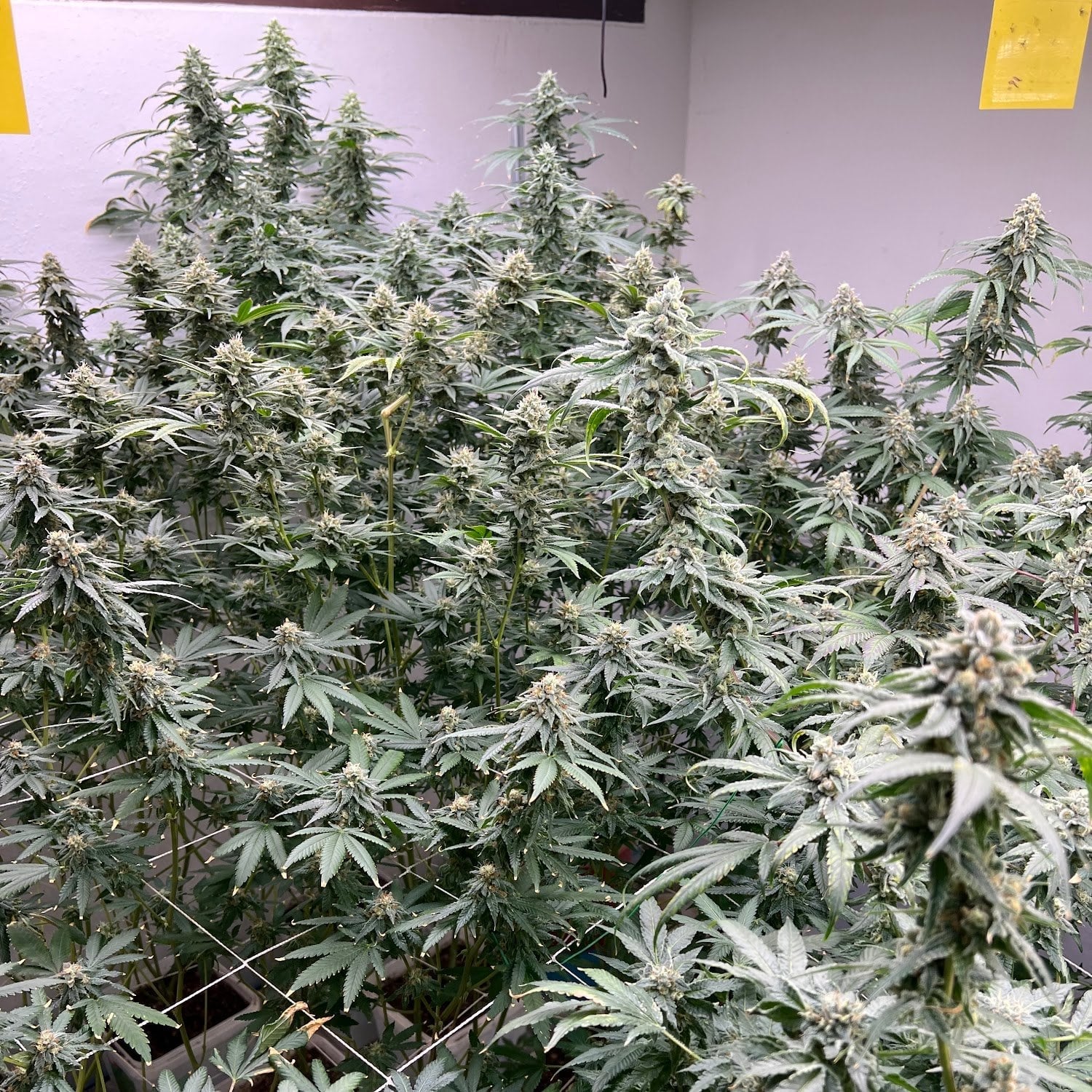 Twin Farm OG