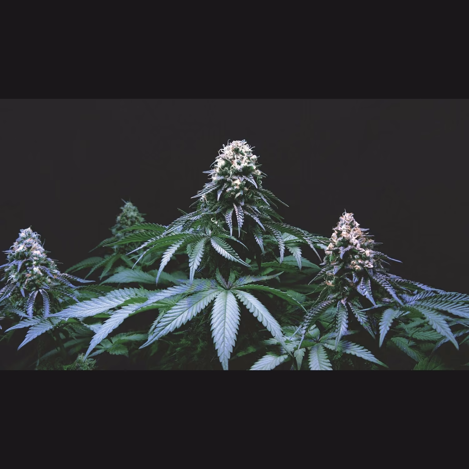 Cannabis Dispensary 52 Green Leaf logo