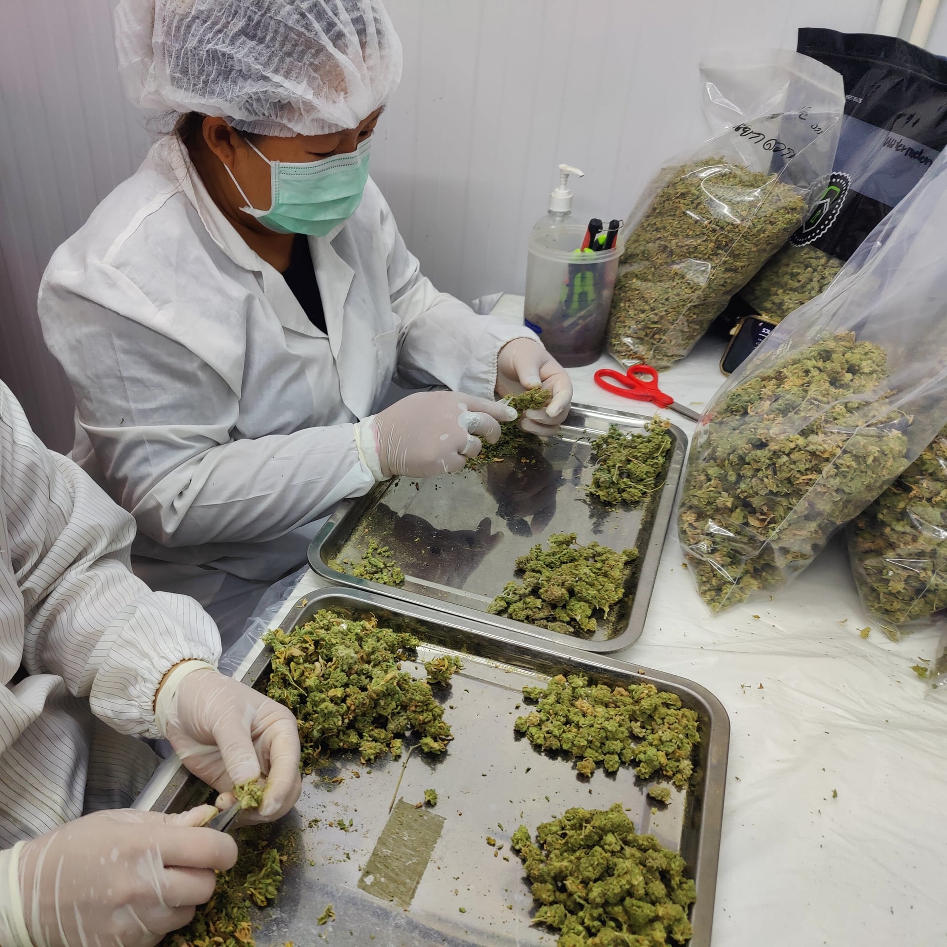 V High THC Cannabis Farm