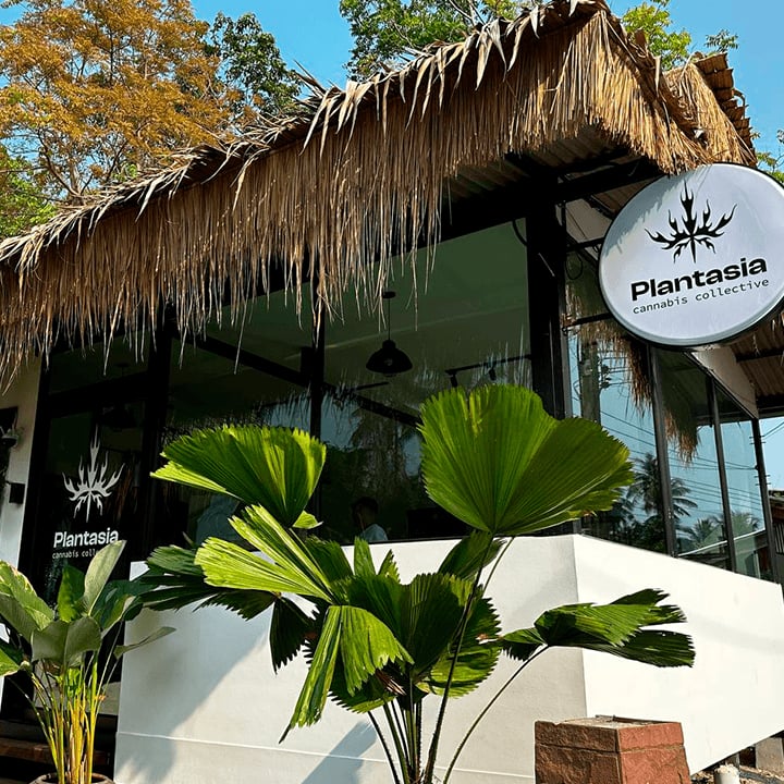Plantasia Cannabis