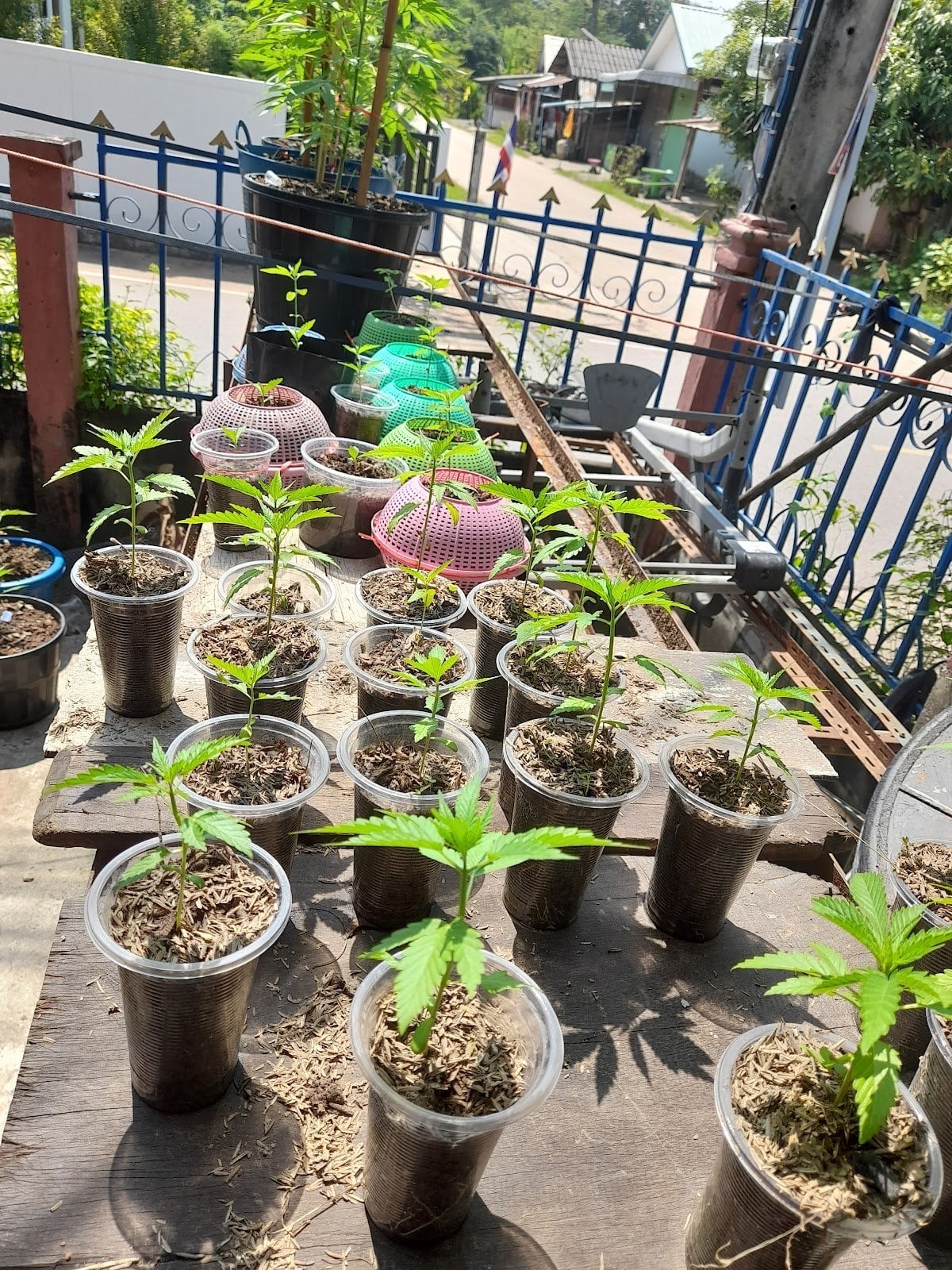 OG Grower Auto-Photo