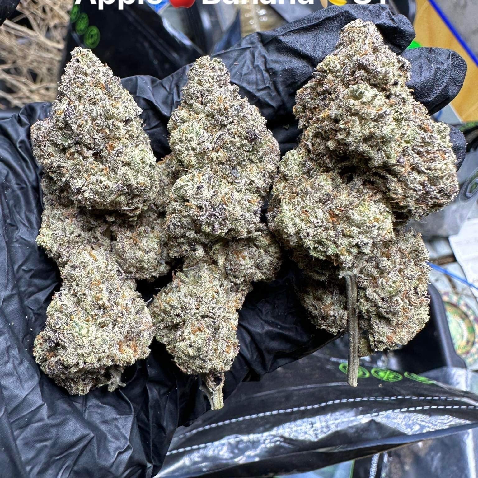 Cannabis Surat