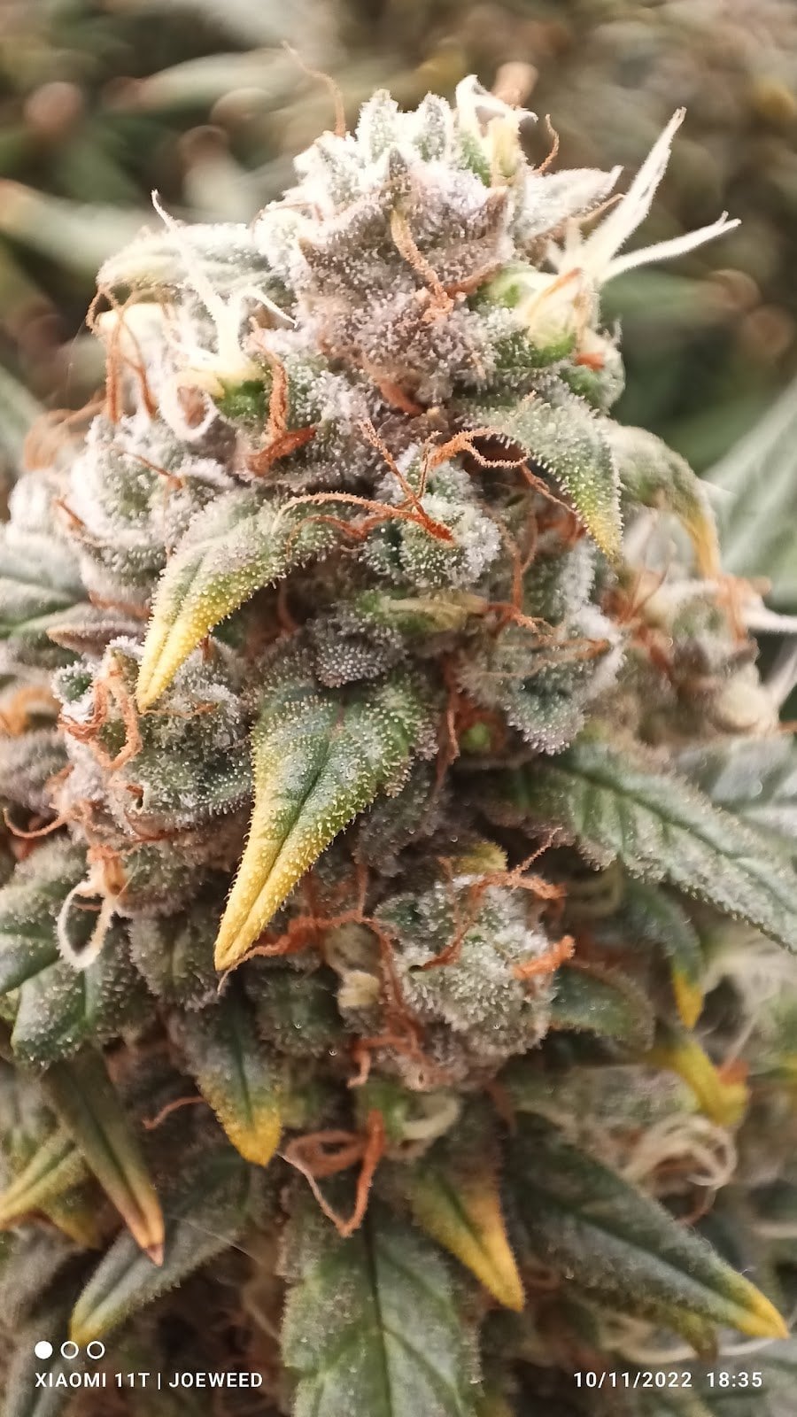 JoeHerb Shop Cannabis