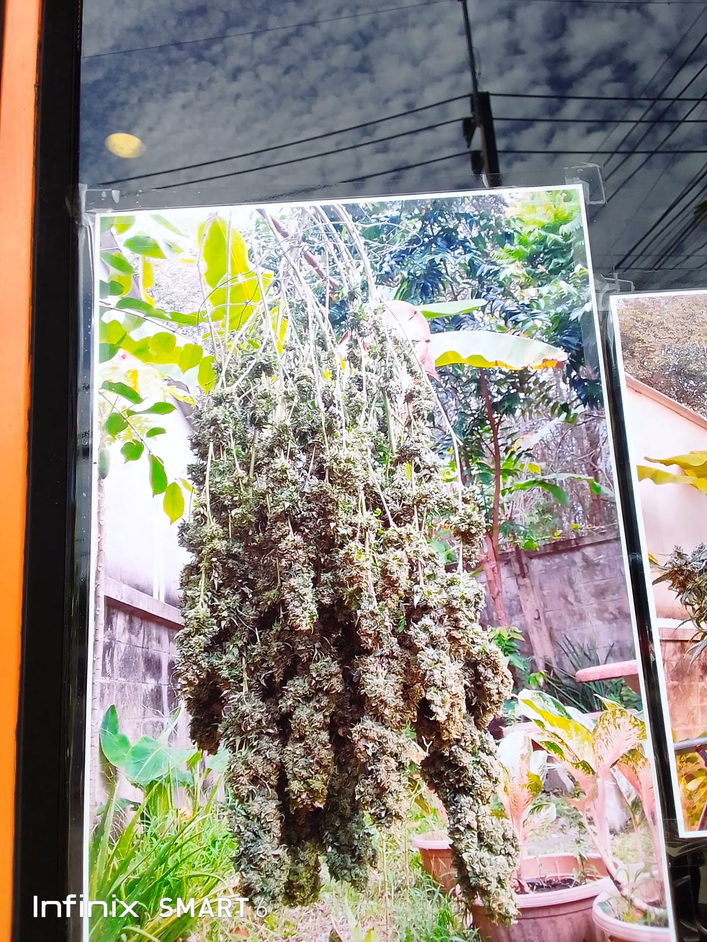 Good Weed Home