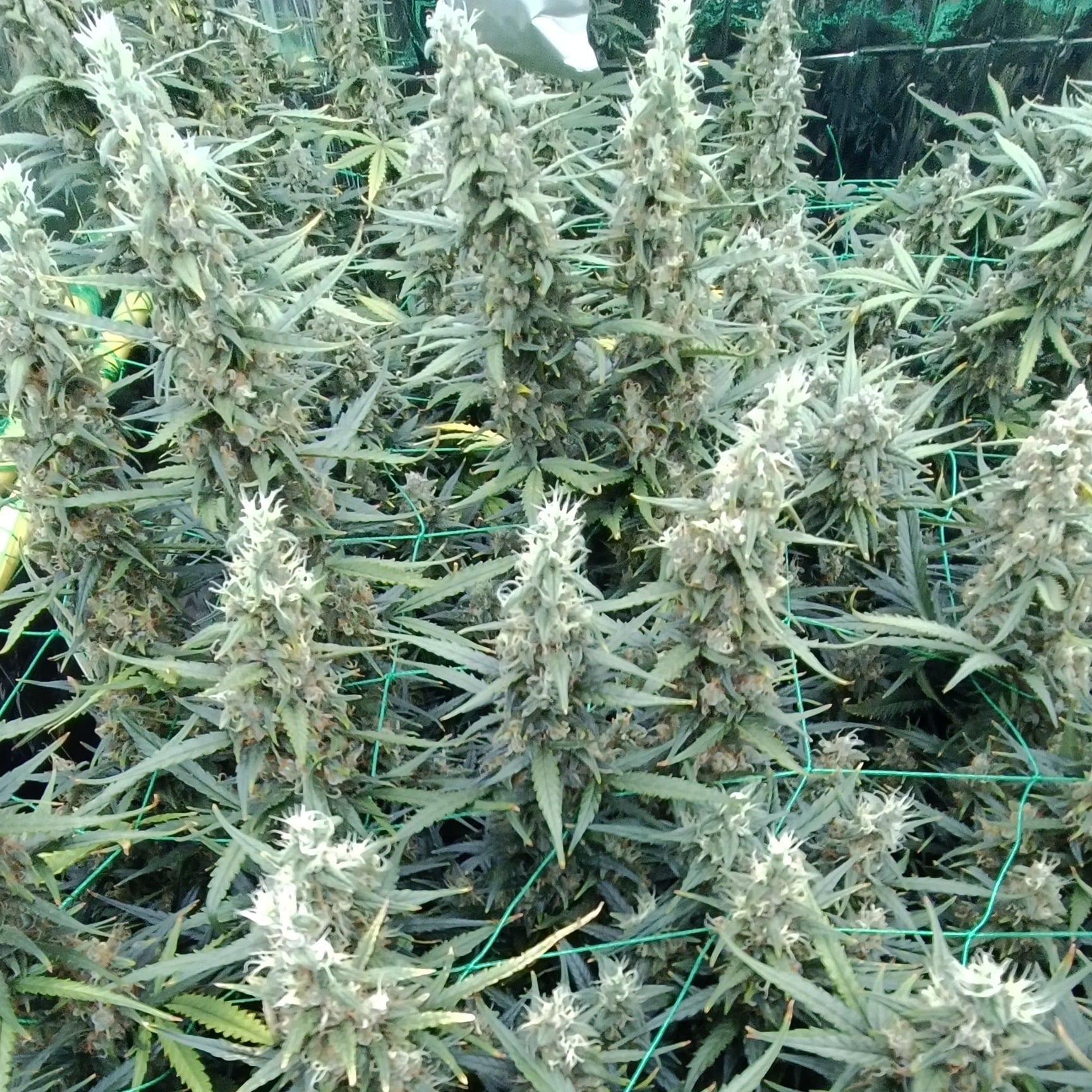 JoeHerb Shop Cannabis