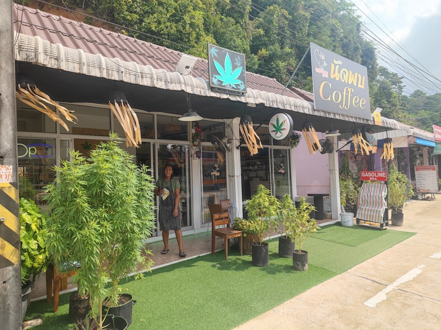Cannabis
