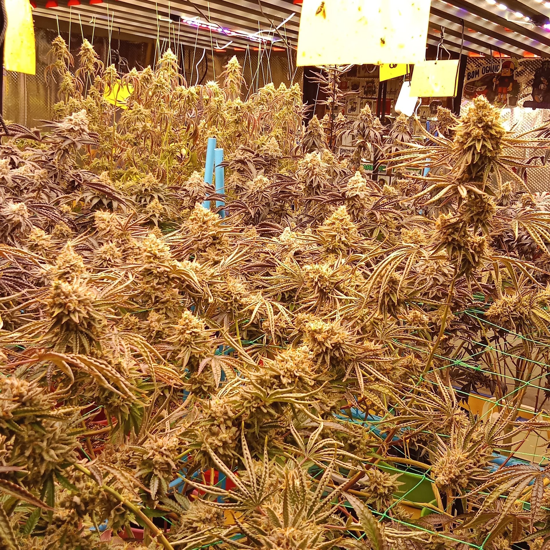 Cannabis Surat