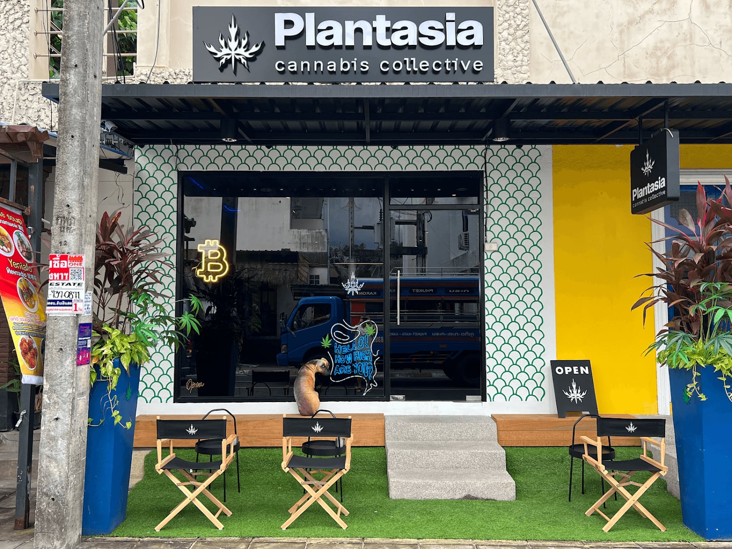 Plantasia Weed