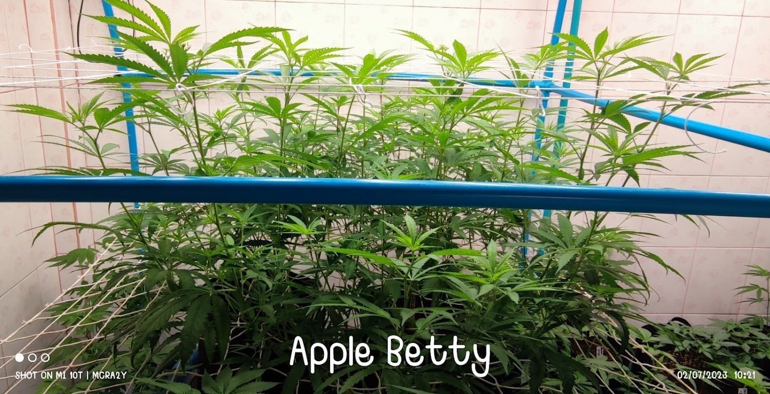 MTS Cannabis