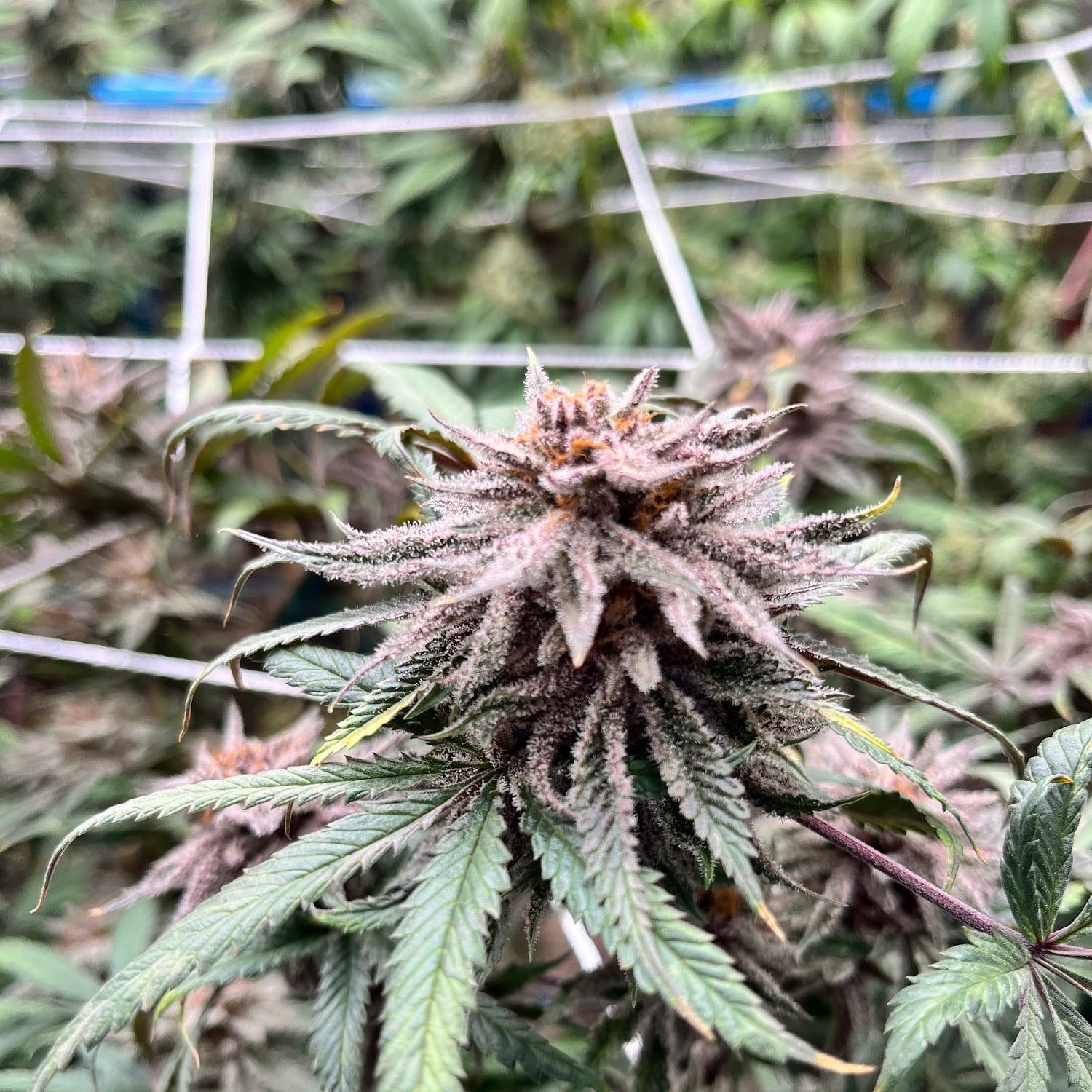 Fat Finger Farm