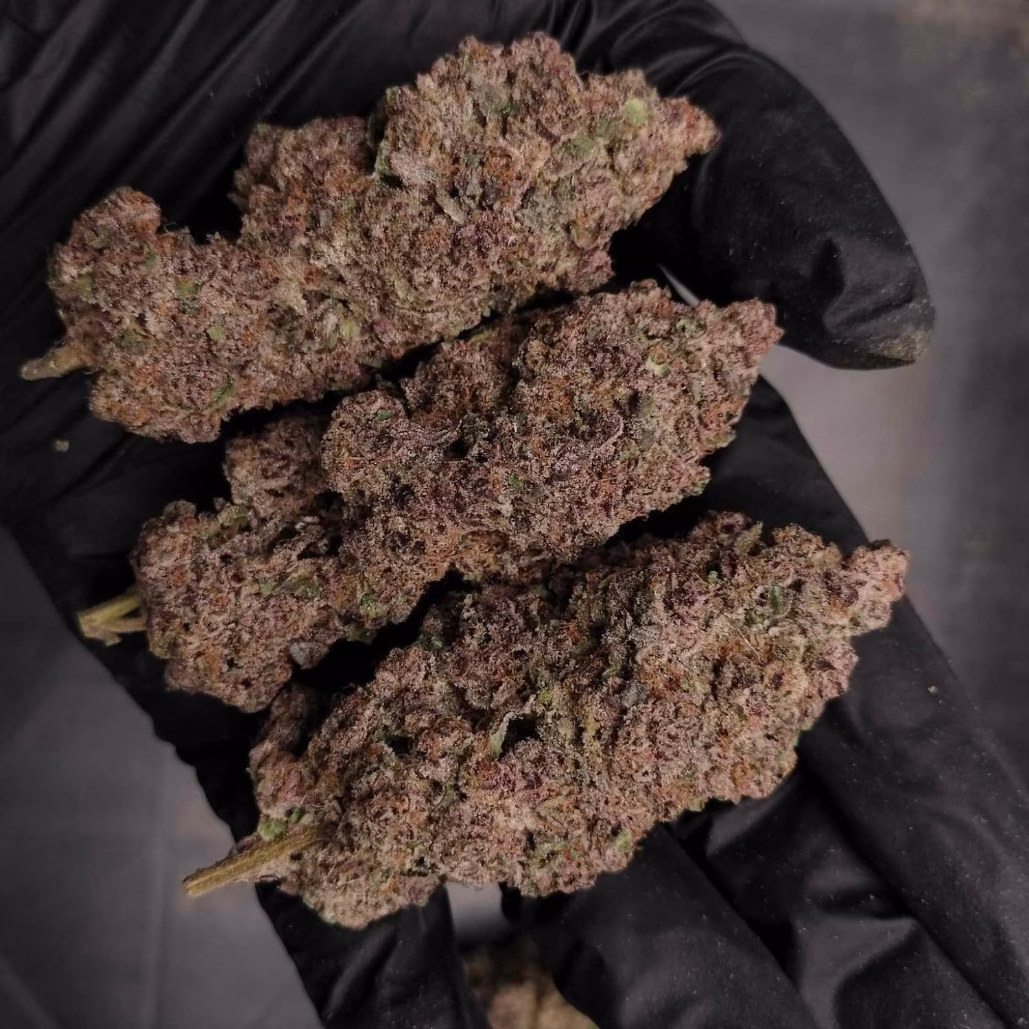 Cannabis Dispensary Phuket Homegrown Farm Cannabis & Weed Good Things Don't Have To Be Expensive in Phuket logo