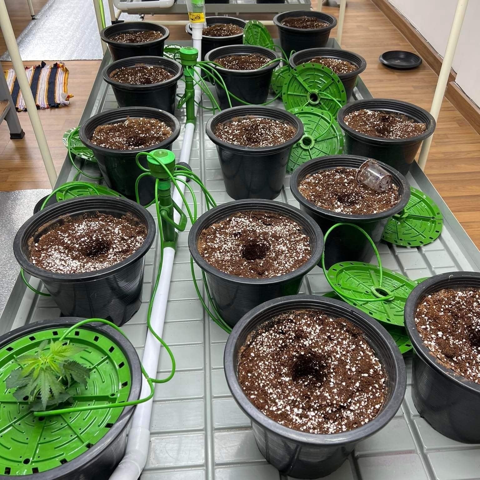 Golden Smile Exotics