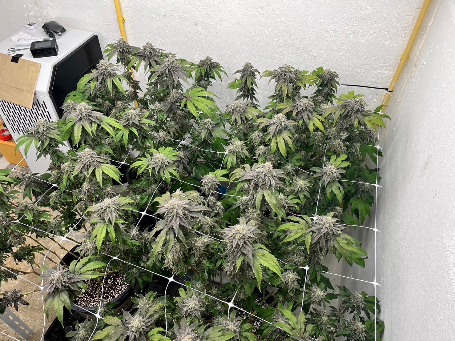 I Smoke Flower