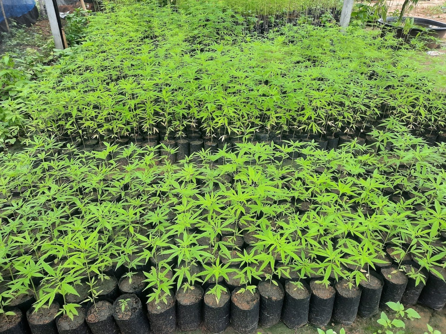 Khawphod Farm