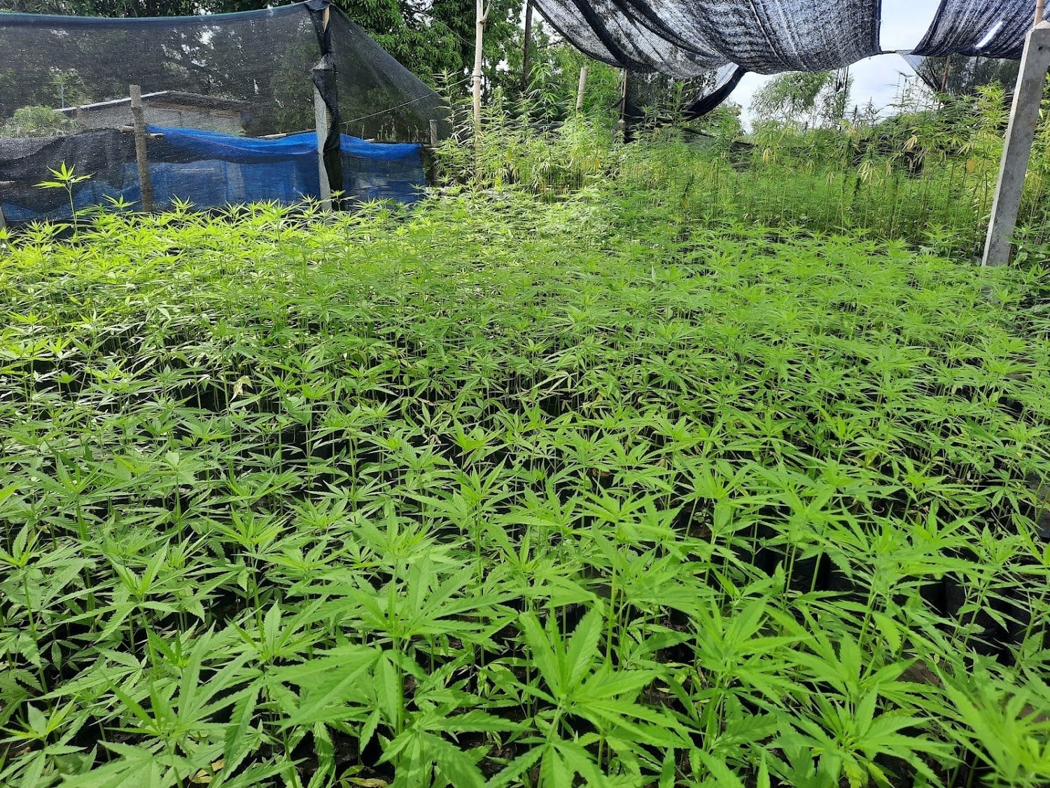 Khawphod Farm