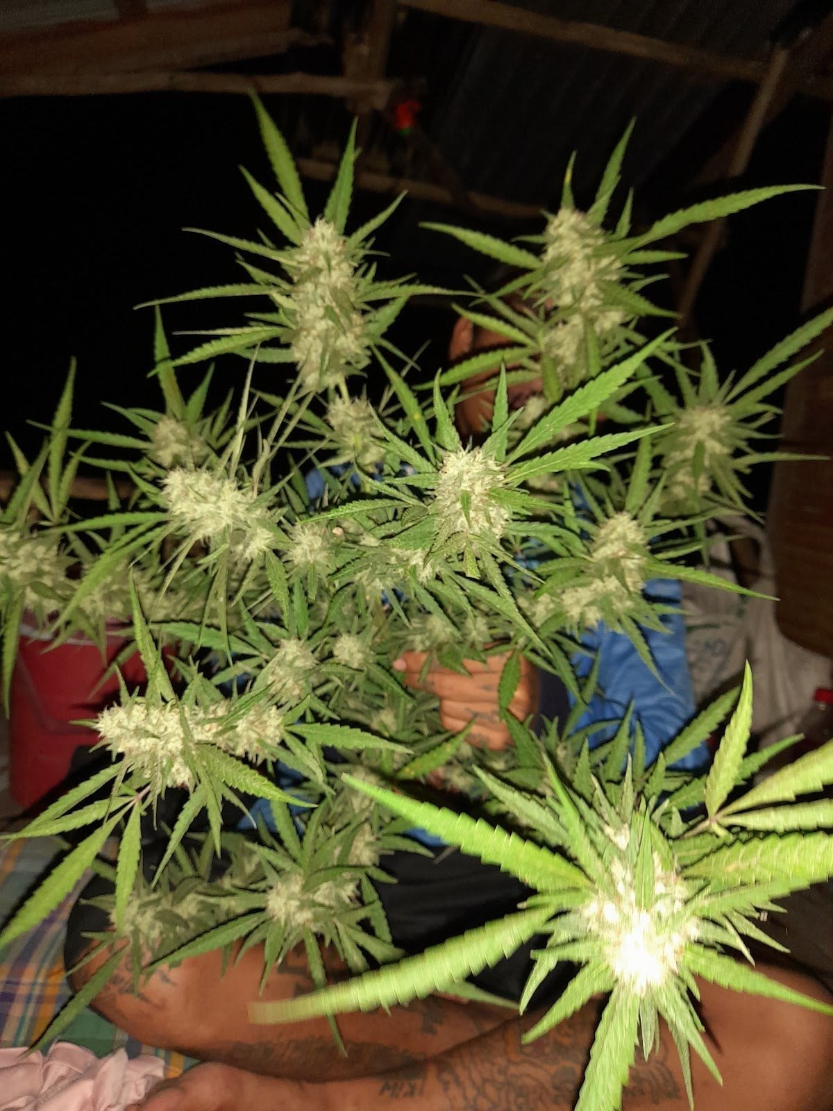OG Grower Auto-Photo