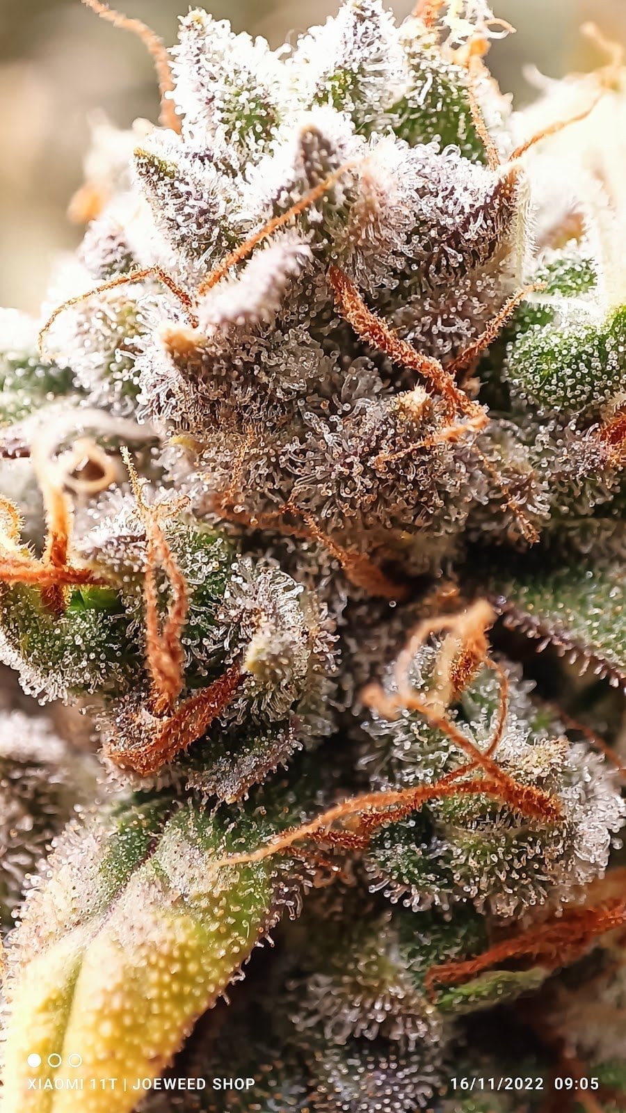 JoeHerb Shop Cannabis