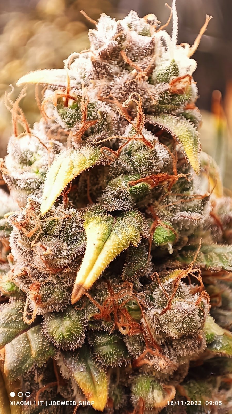 JoeHerb Shop Cannabis