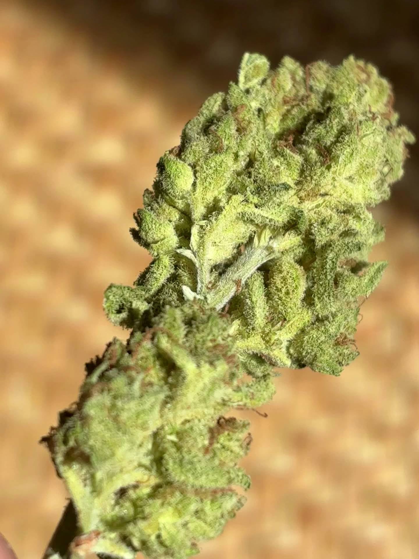 Mueyen Cannabis