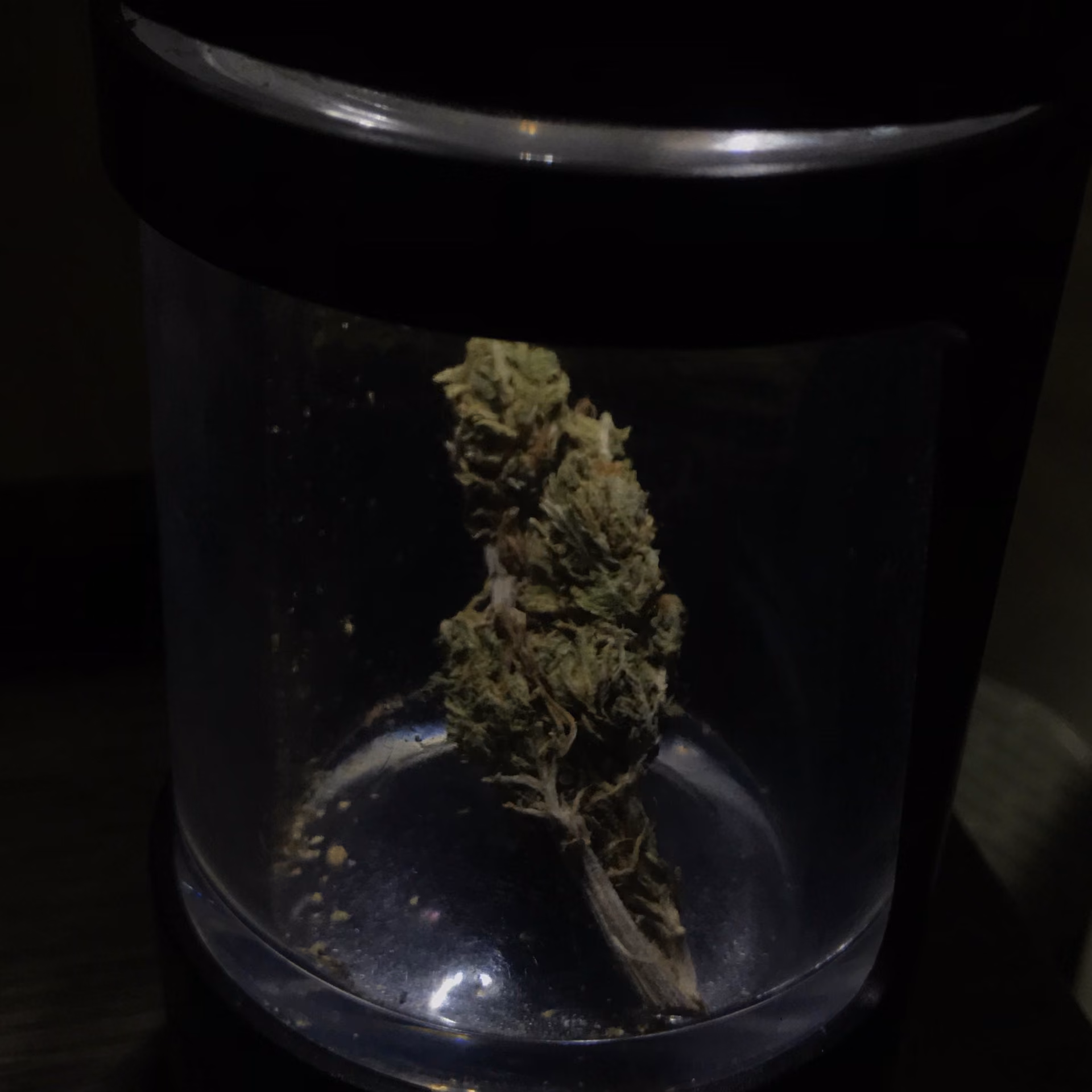 Cannabis-Shop CanabisStaion in Pathum Thani Logo