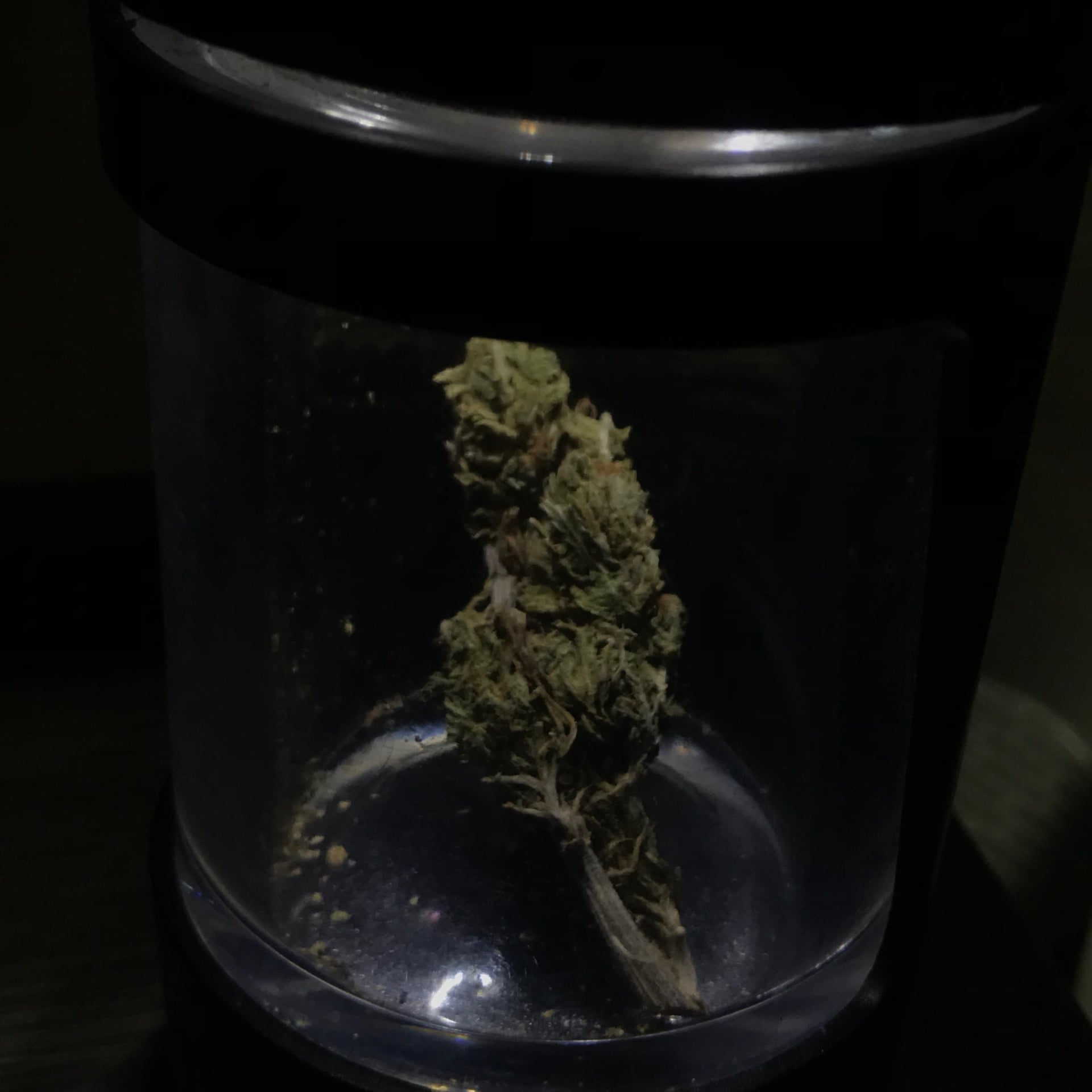 Cannabis-Shop CanabisStaion Logo