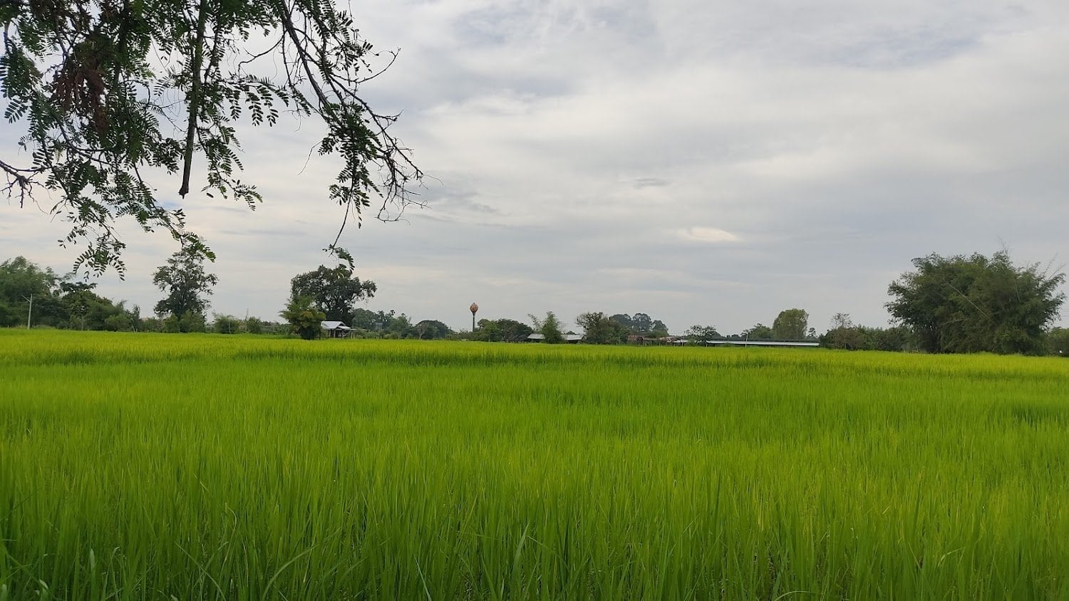 Buy Xum Farm