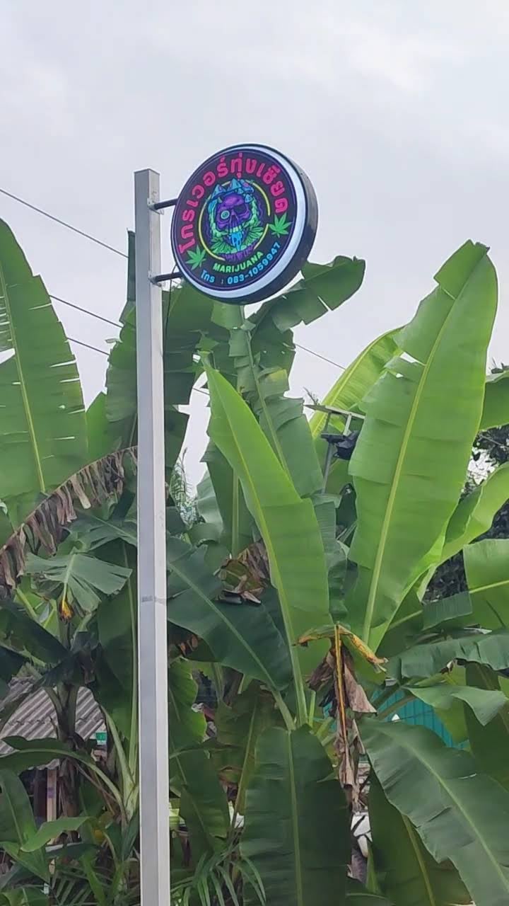 Grower Thungsead Marijuana
