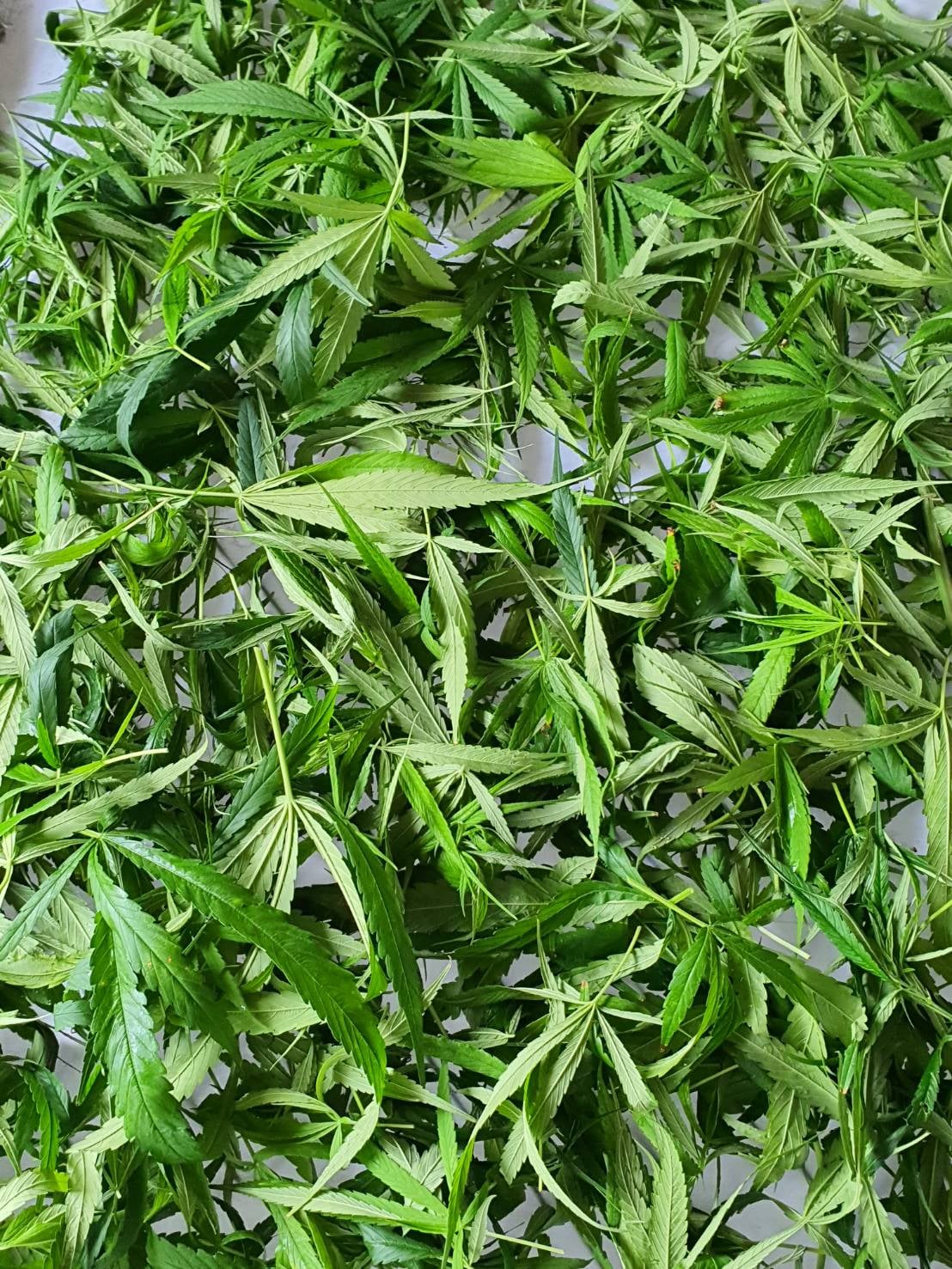 YaanNi Organic Cannabis
