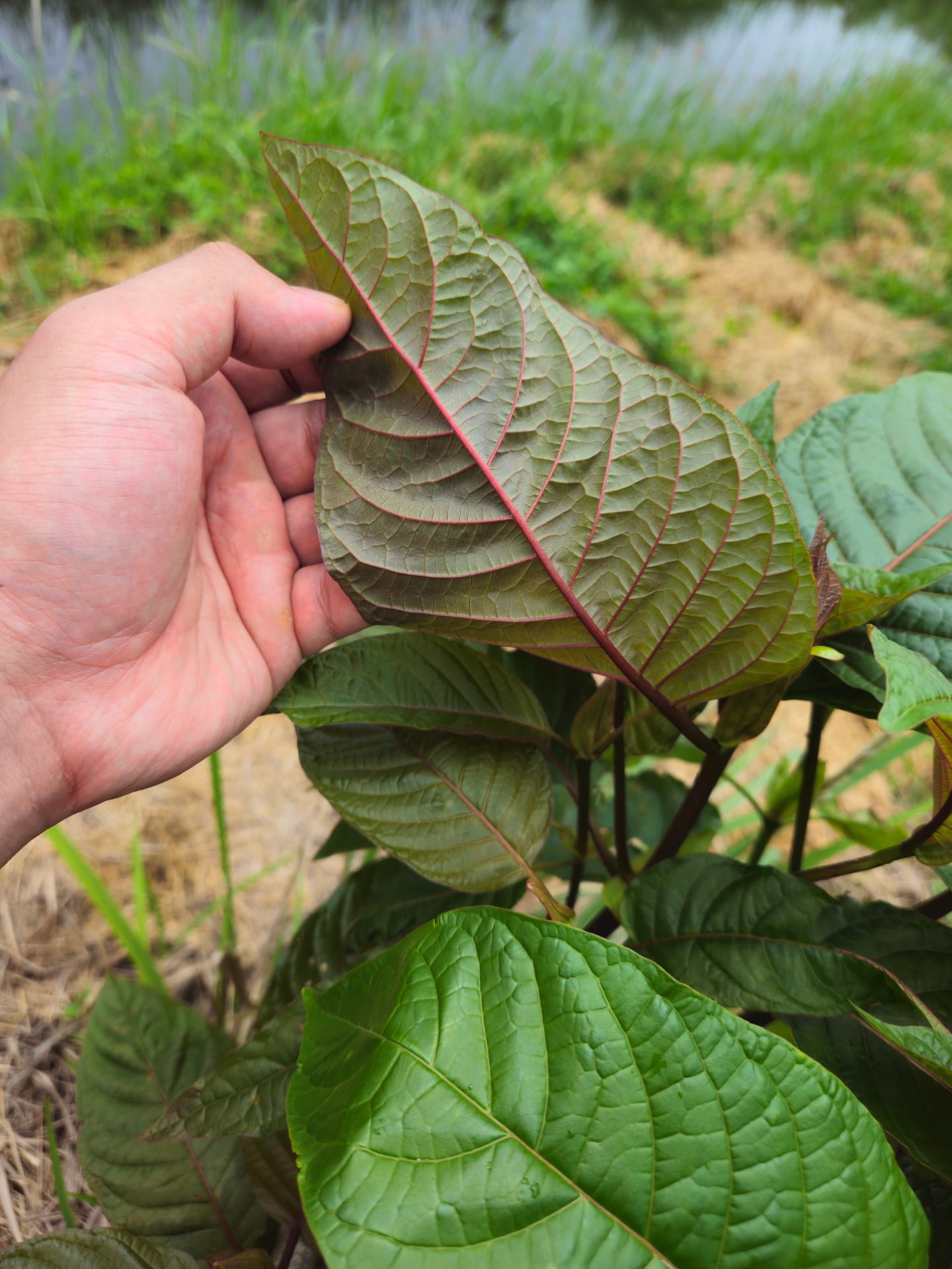 Bangkok Kratom