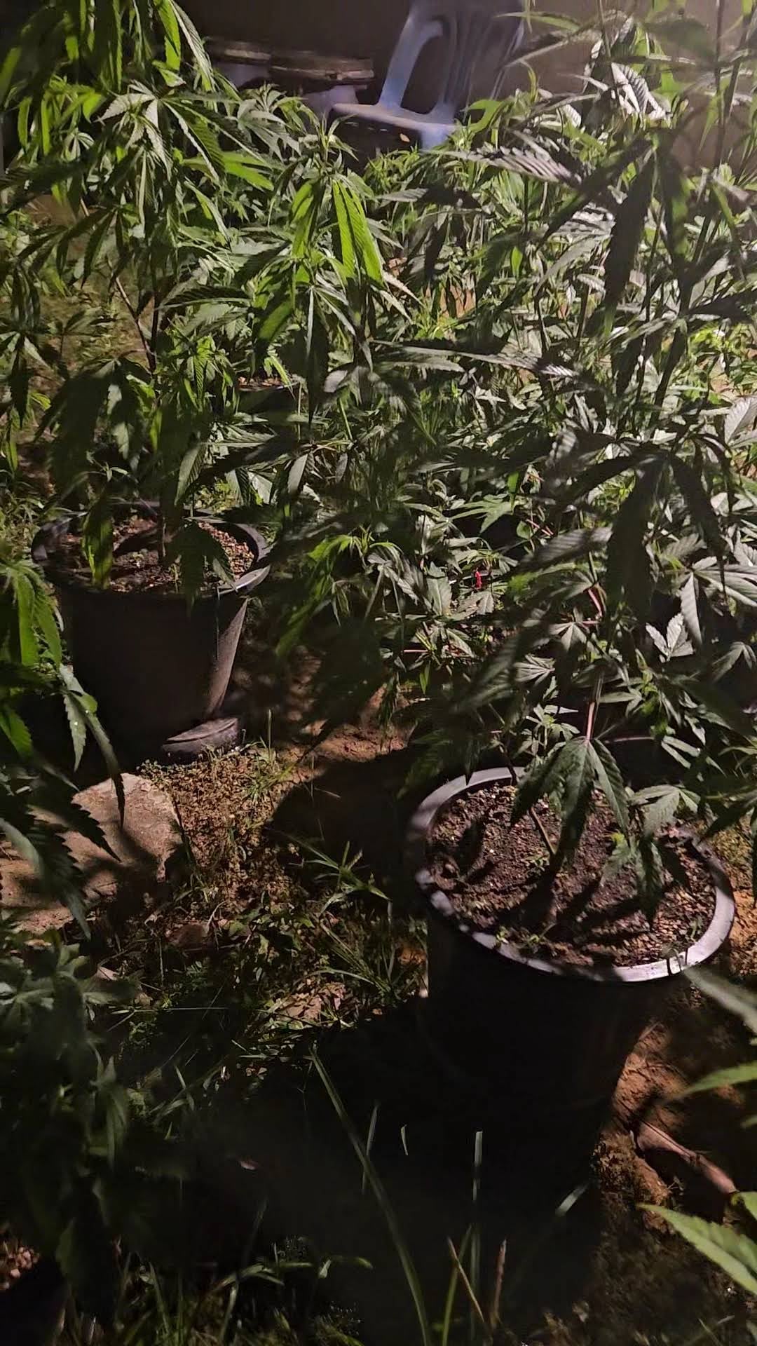 Weed Shop & Organic Thuean